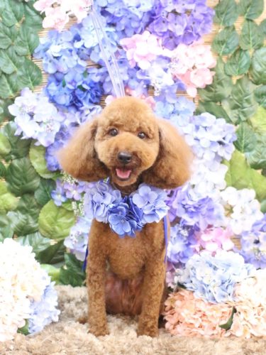 20250601ころんくん